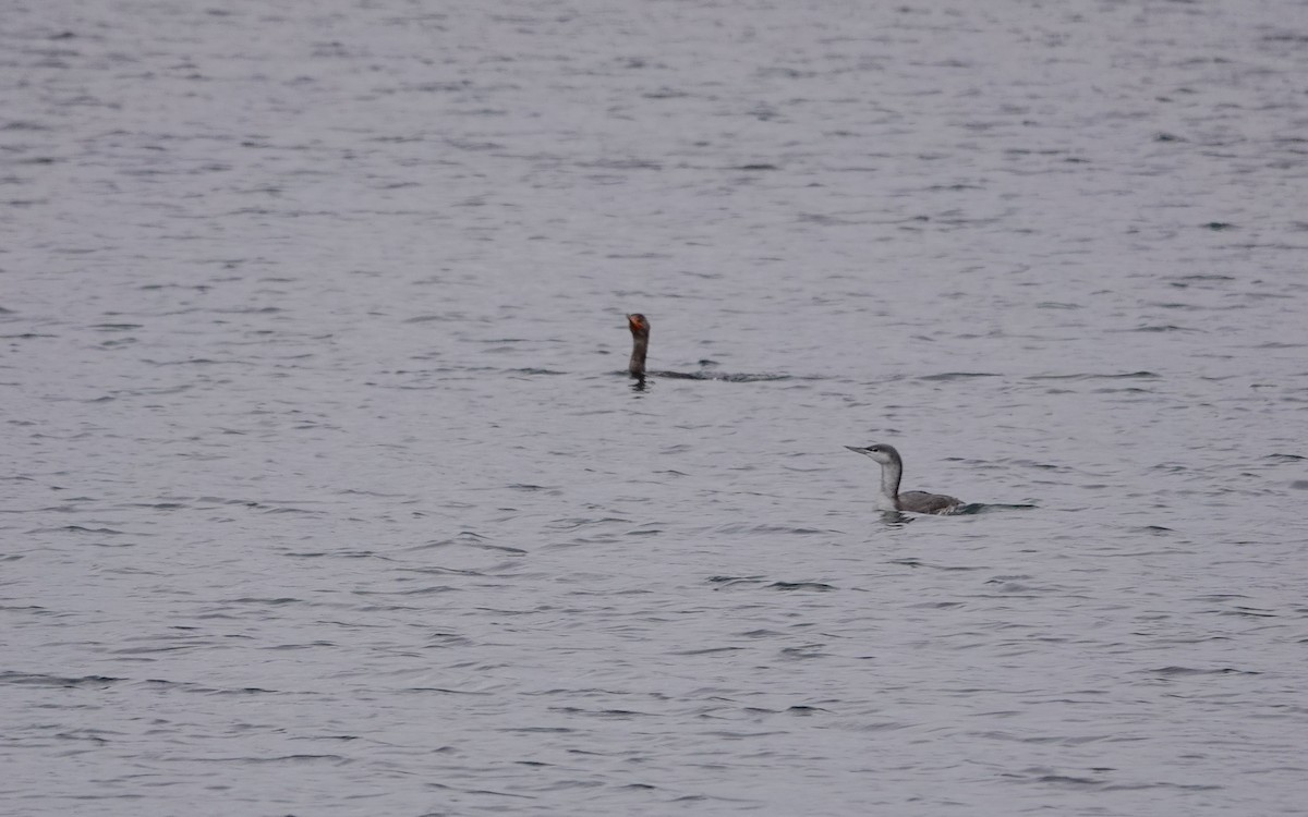 Double-crested Cormorant - ML611978297