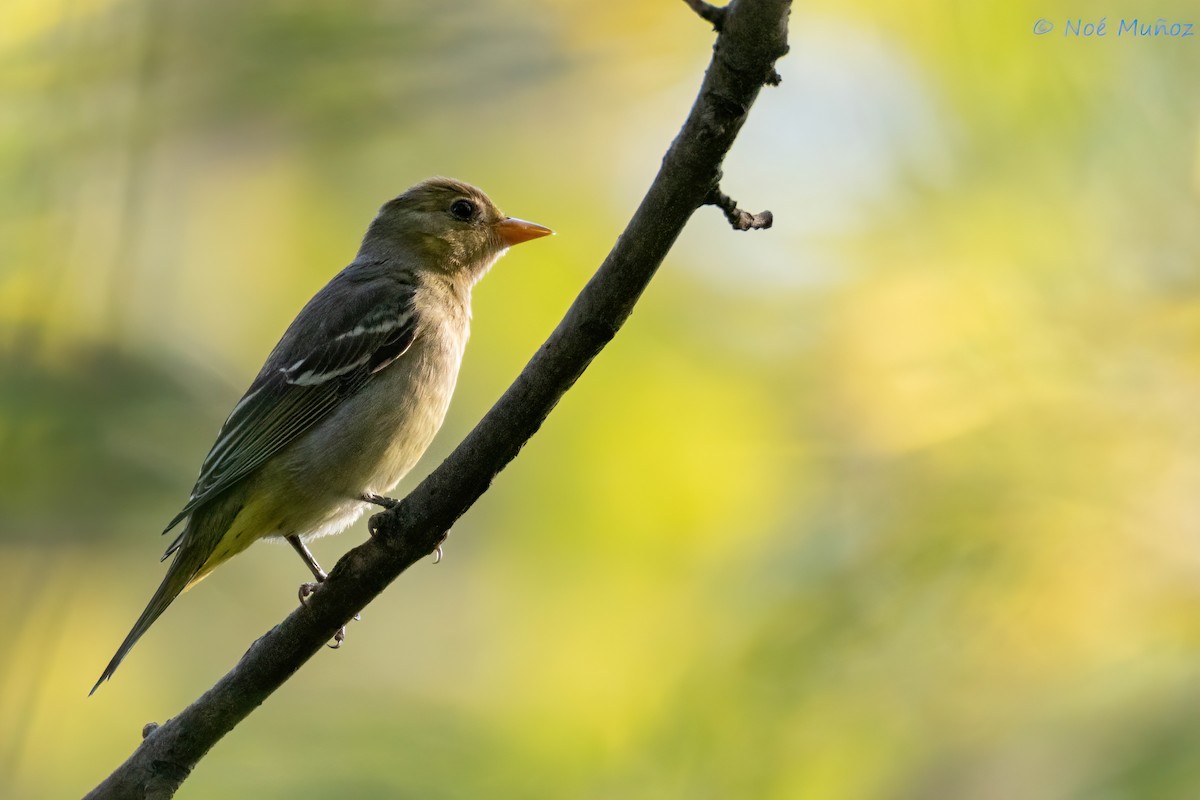 Western Tanager - ML611978327