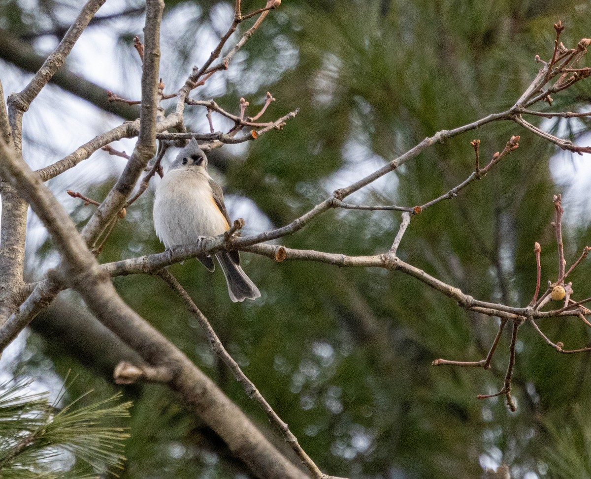 Tufted Titmouse - Rich White