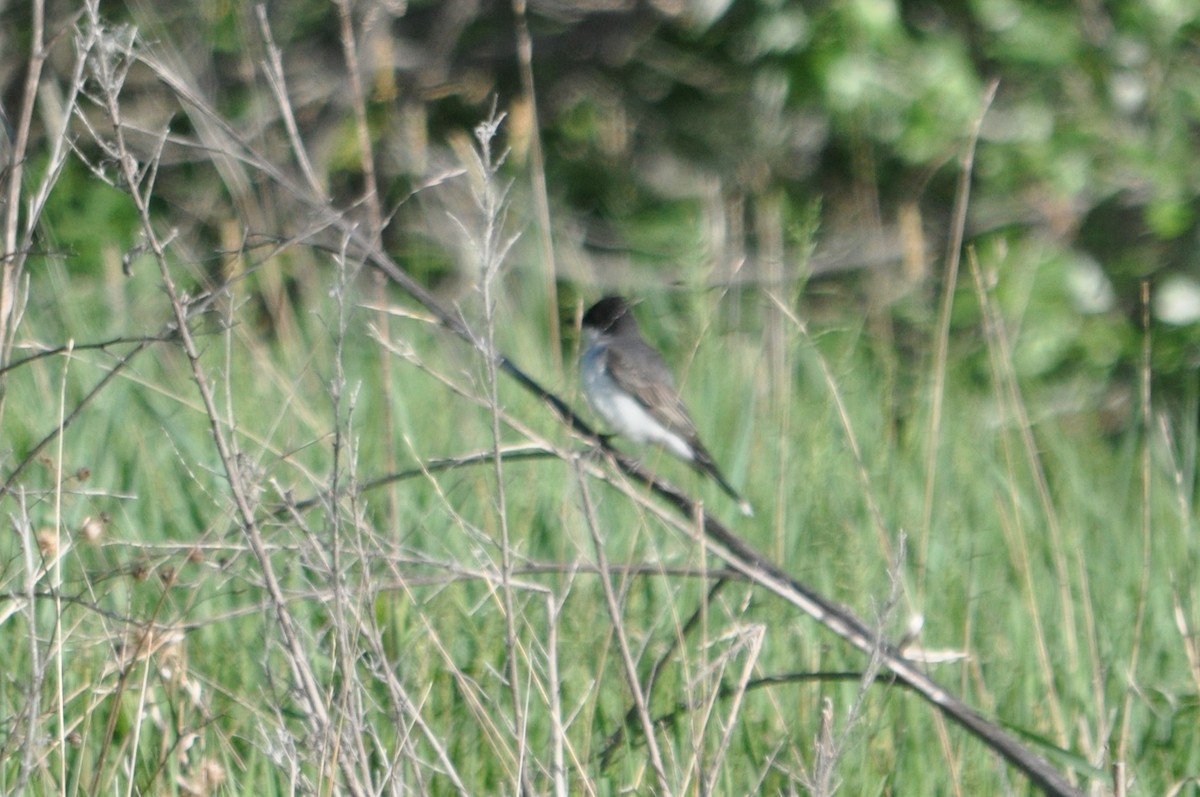 Eastern Kingbird - ML611978452