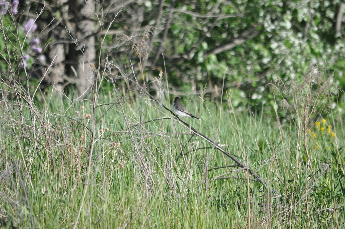 Eastern Kingbird - ML611978518