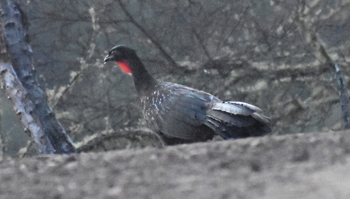 Red-faced Guan - José Antonio Balderrama