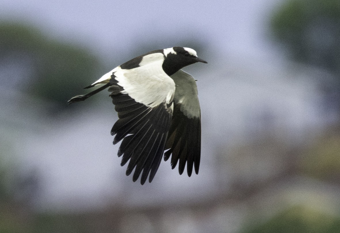 Blacksmith Lapwing - ML611978625