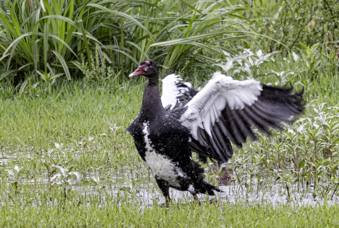 Spur-winged Goose - ML611978657