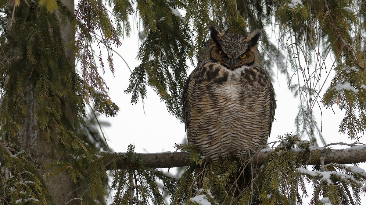 Great Horned Owl - Sylvie Dionne