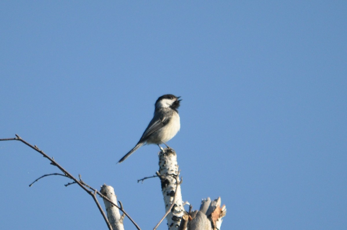 Black-capped Chickadee - ML611978971