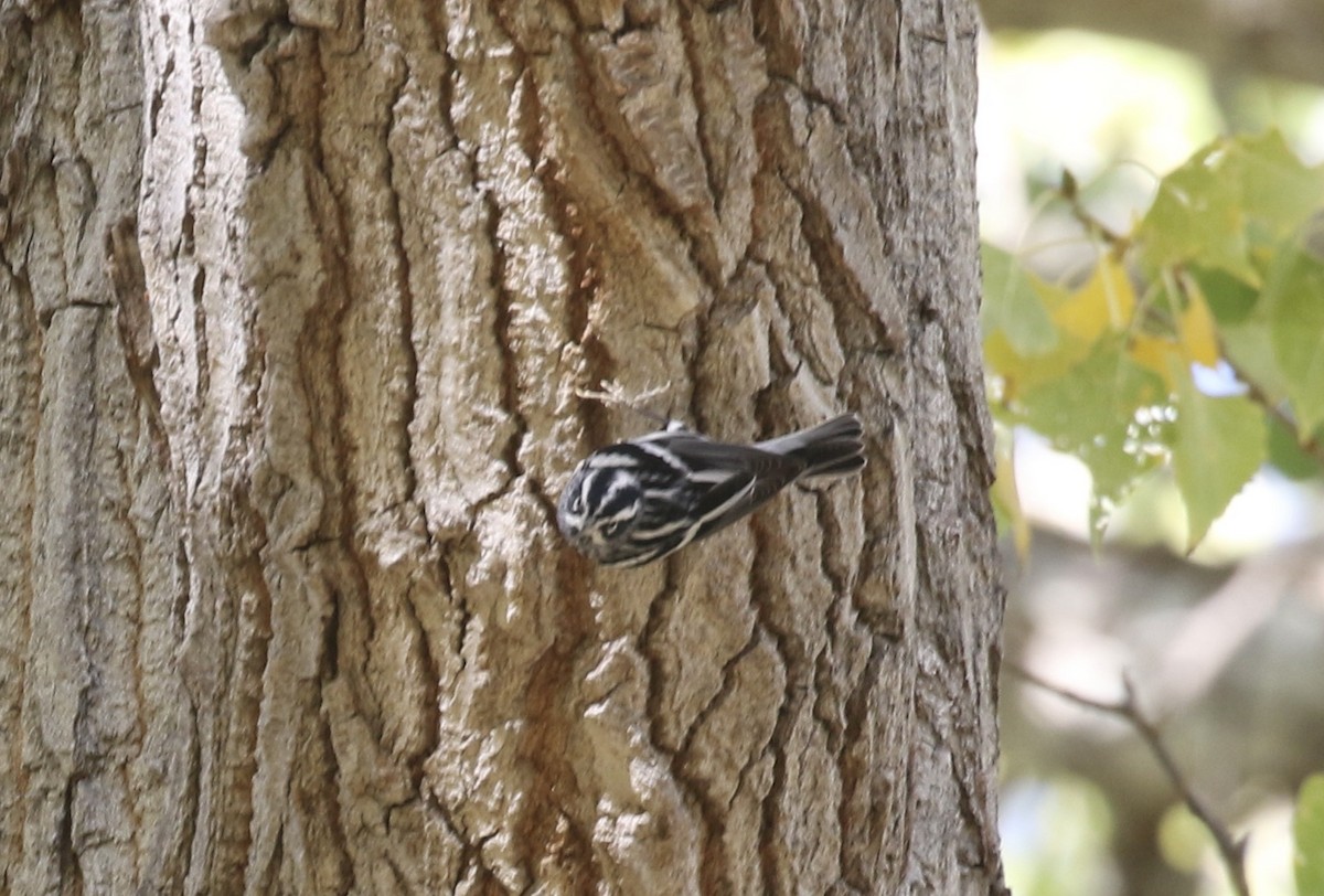 Black-and-white Warbler - ML611979098