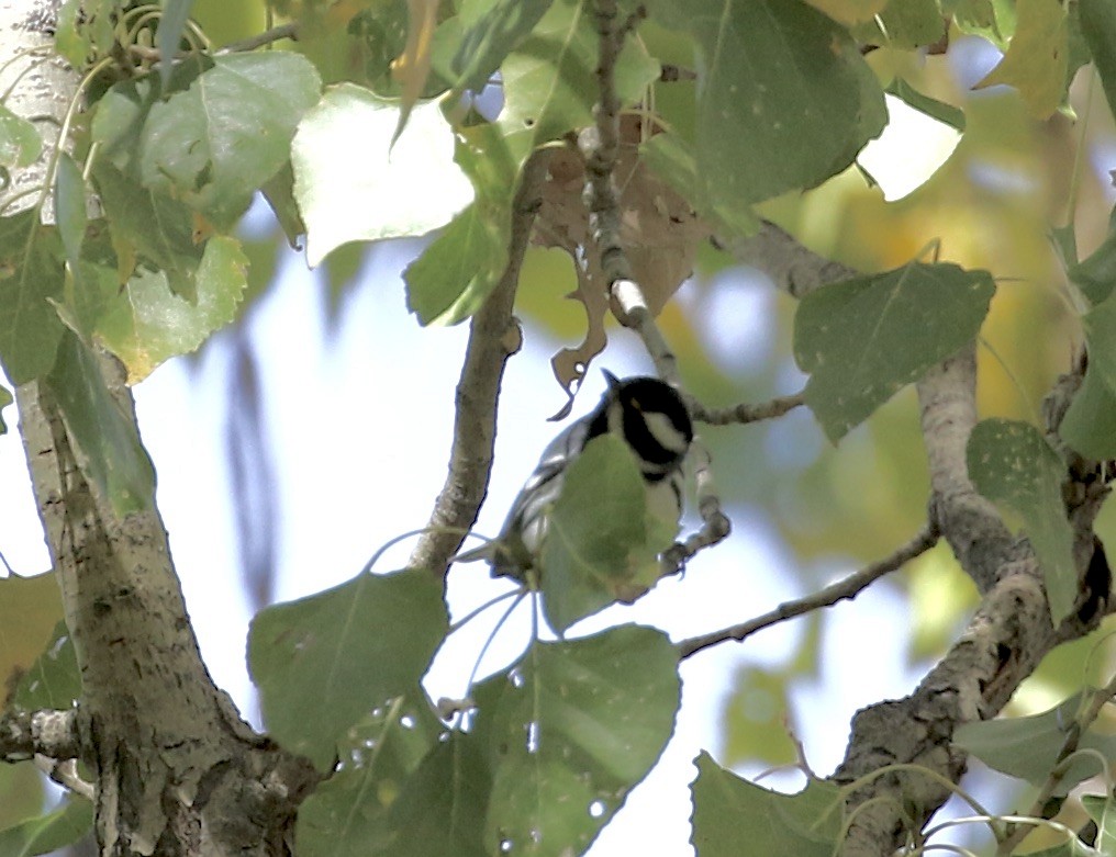 Black-throated Gray Warbler - ML611979139