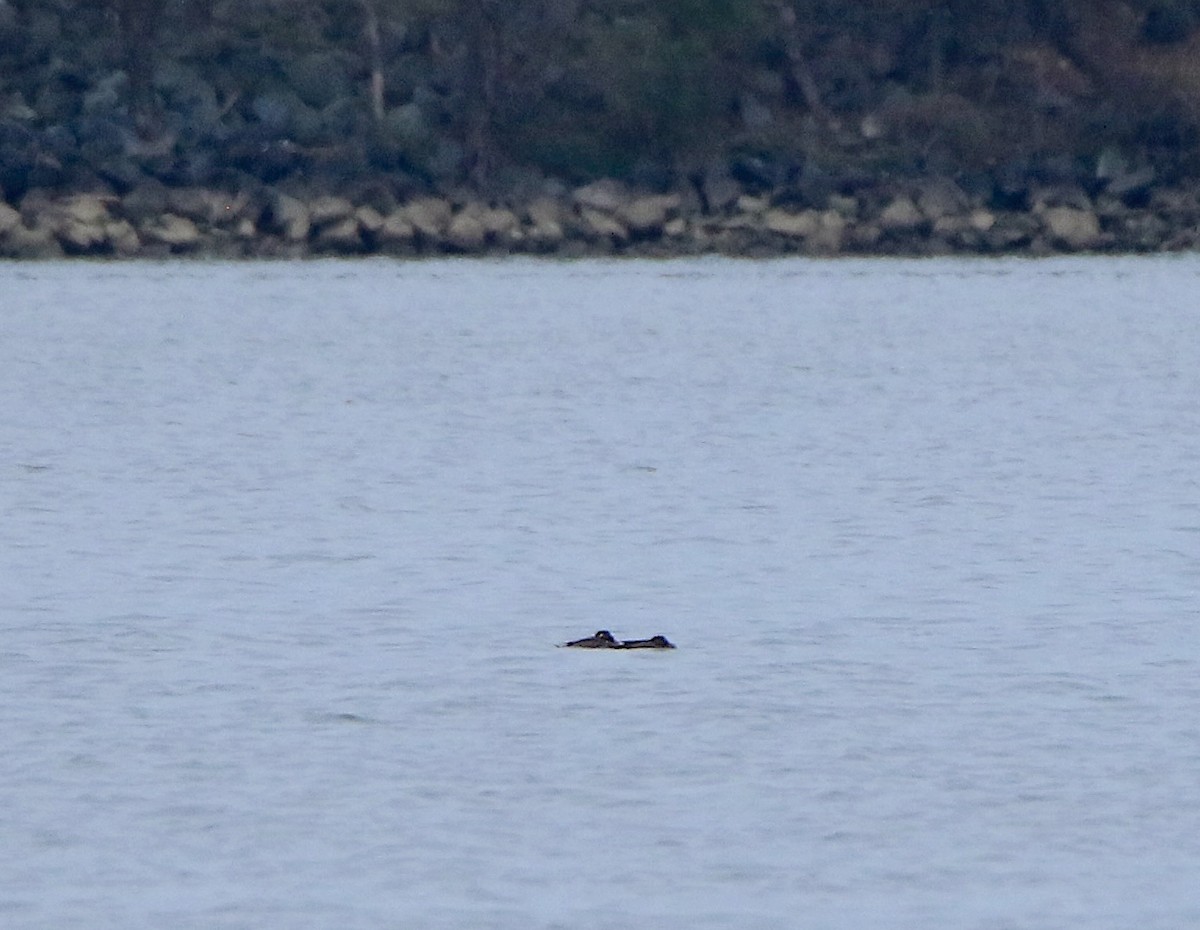 White-winged Scoter - ML611979163