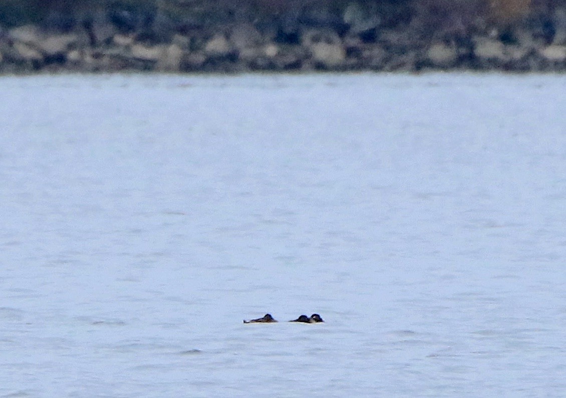 White-winged Scoter - ML611979165