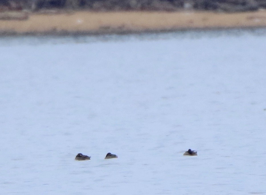 White-winged Scoter - ML611979170