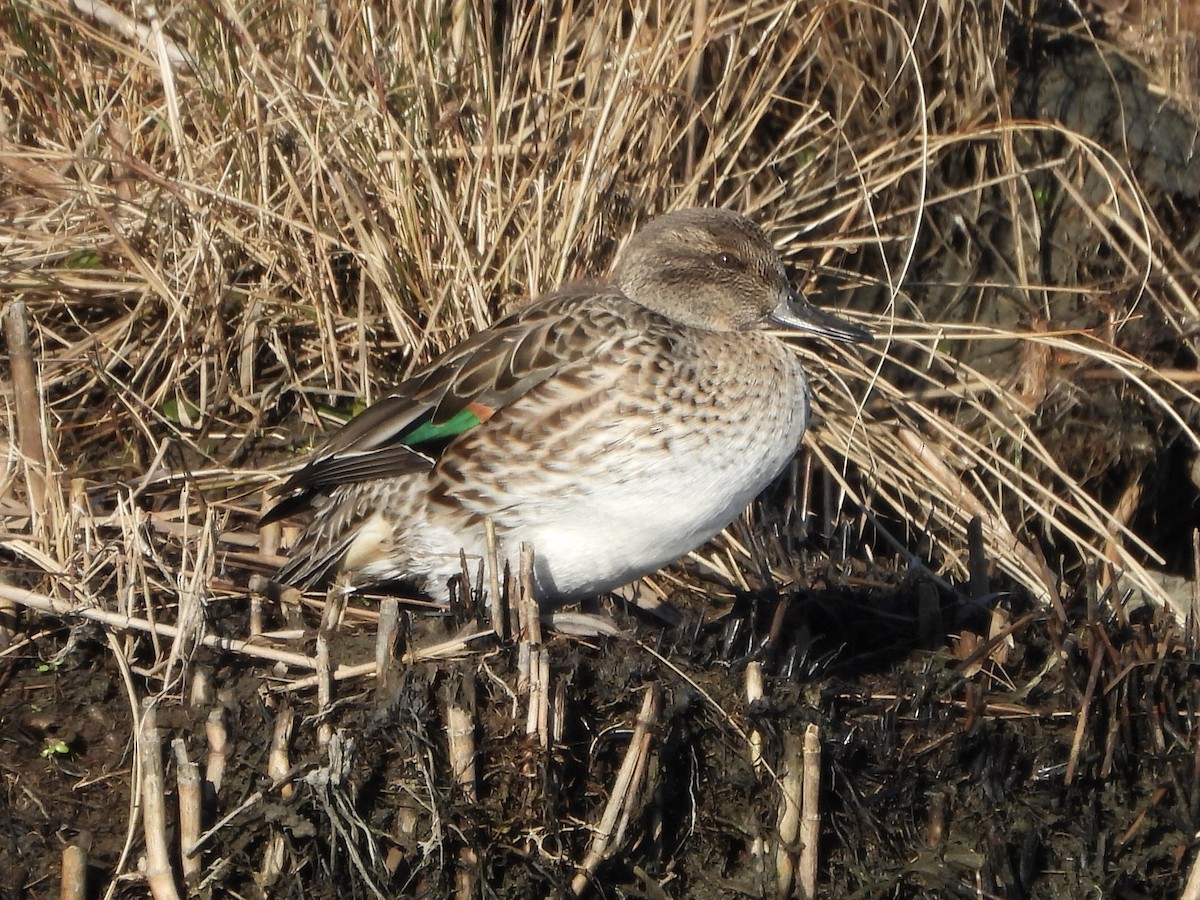 Green-winged Teal - ML611979263