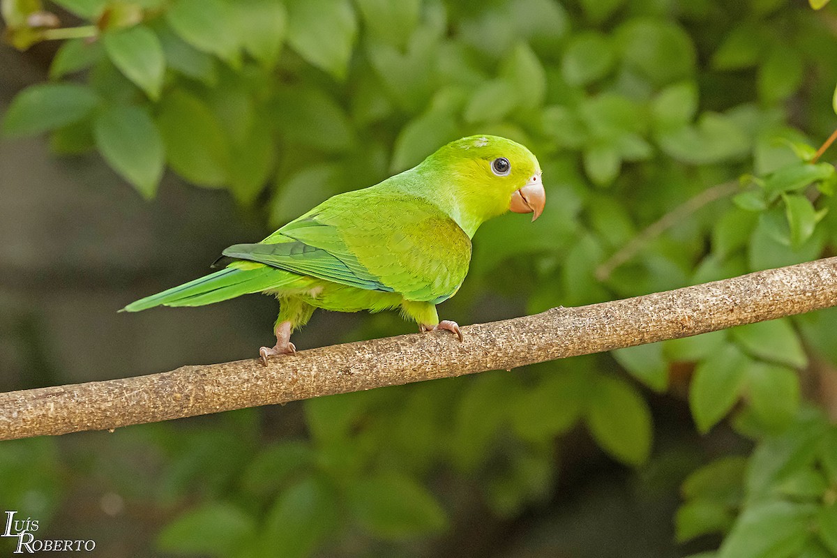 Plain Parakeet - ML611979264