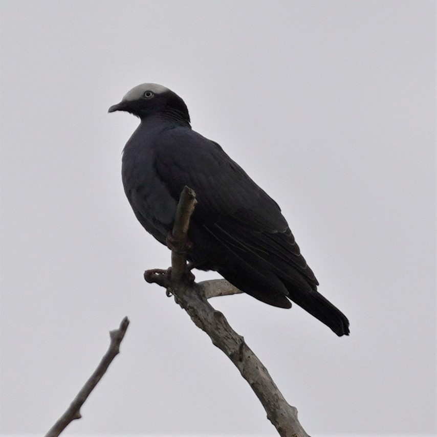 White-crowned Pigeon - ML611979265