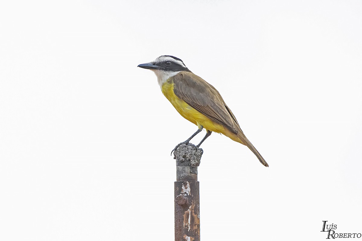 Great Kiskadee - ML611979273