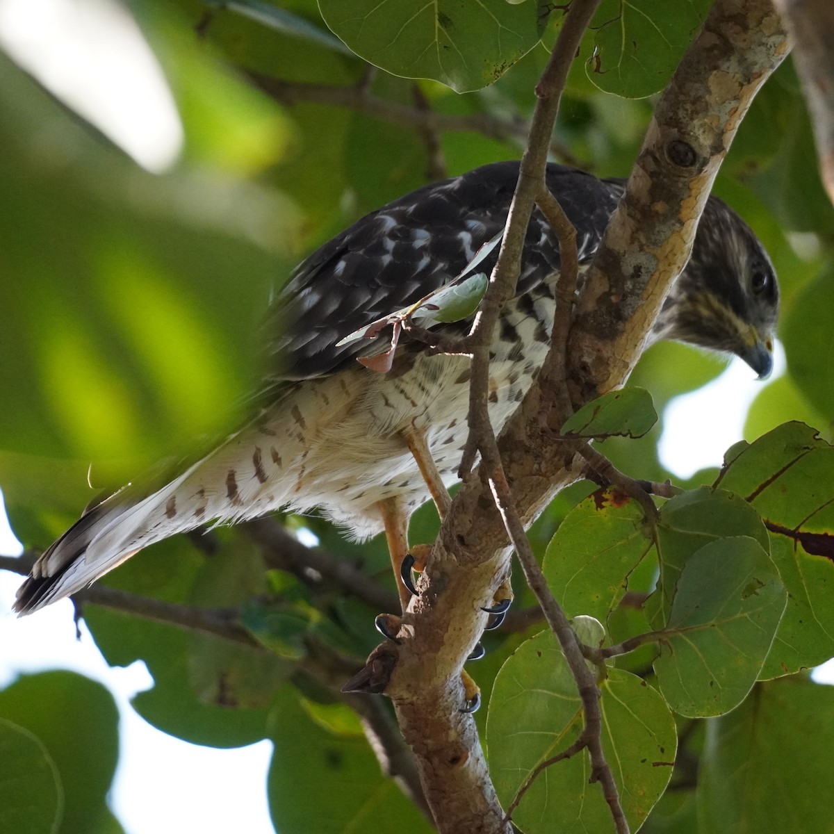 Red-shouldered Hawk - ML611979283