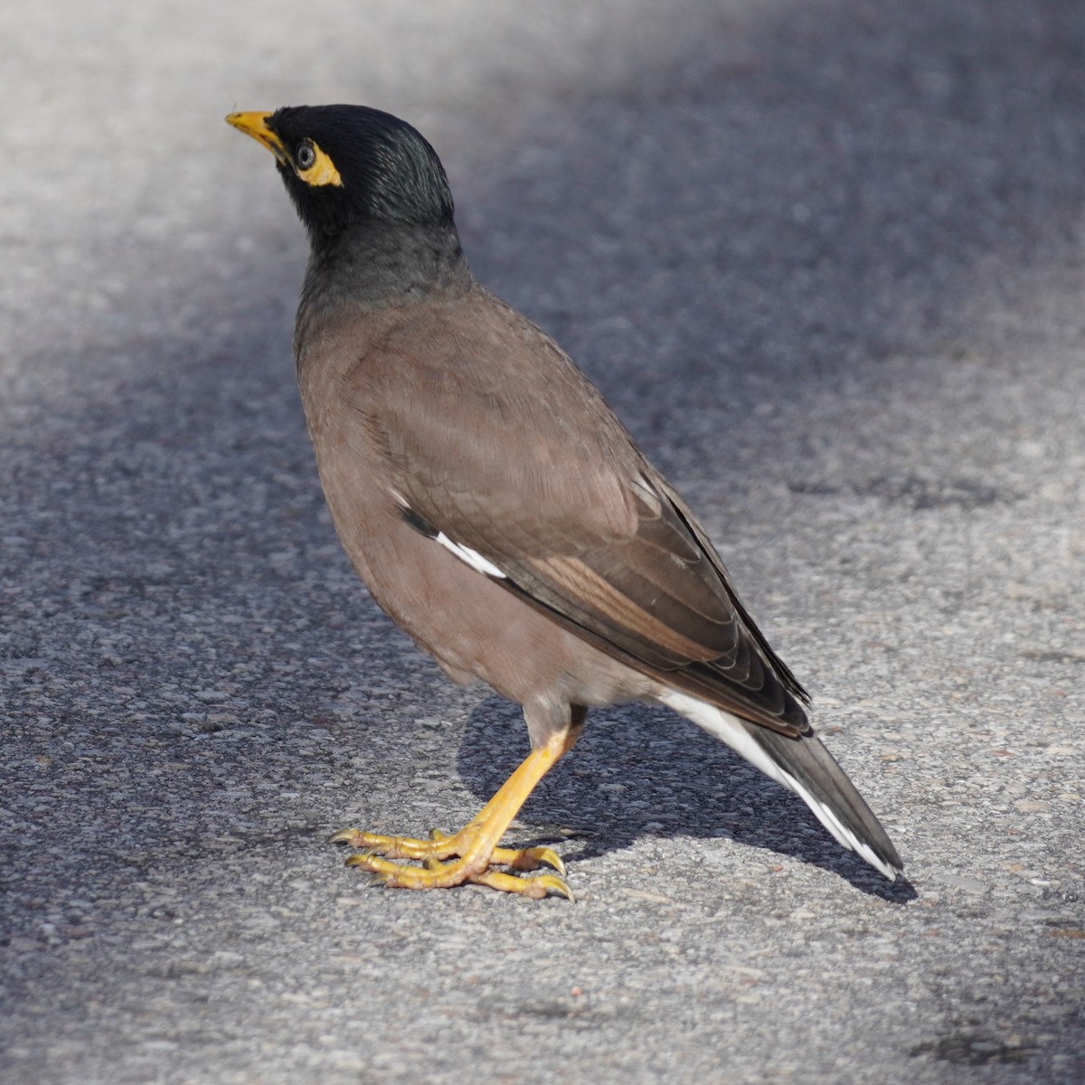 Common Myna - ML611979321