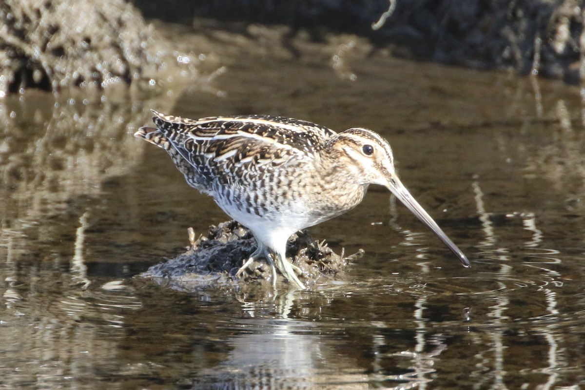 Wilson's Snipe - ML611979343