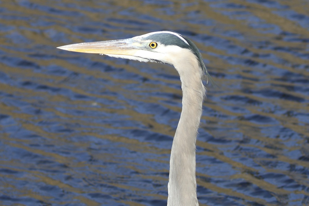 Garza Azulada - ML611979370