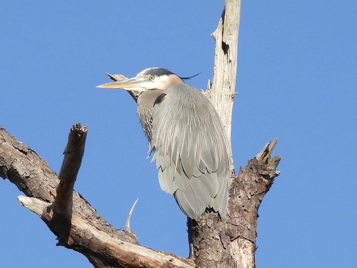 Great Blue Heron - ML611979413