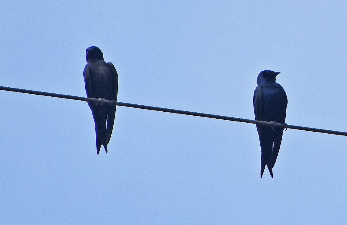 Golondrina Sureña - ML611979433