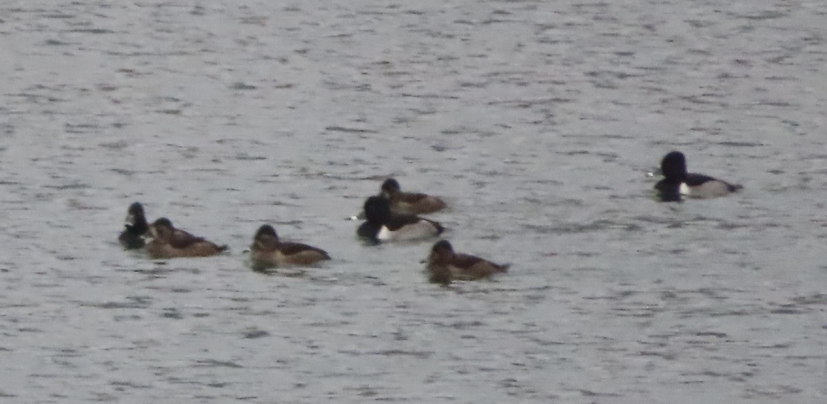 Ring-necked Duck - ML611979573