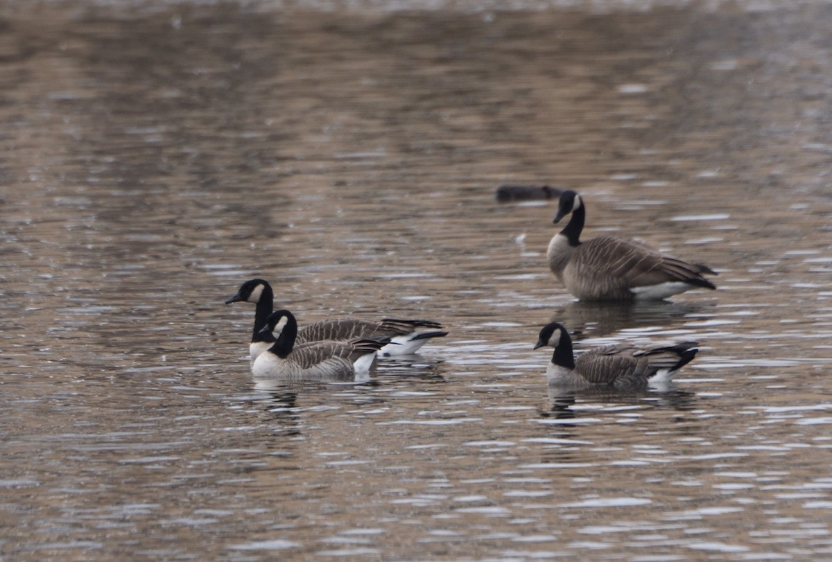 Cackling Goose - ML611979581