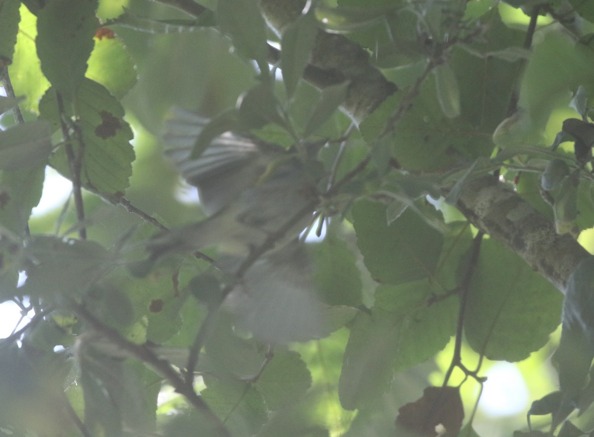 Chestnut-sided Warbler - ML611979658