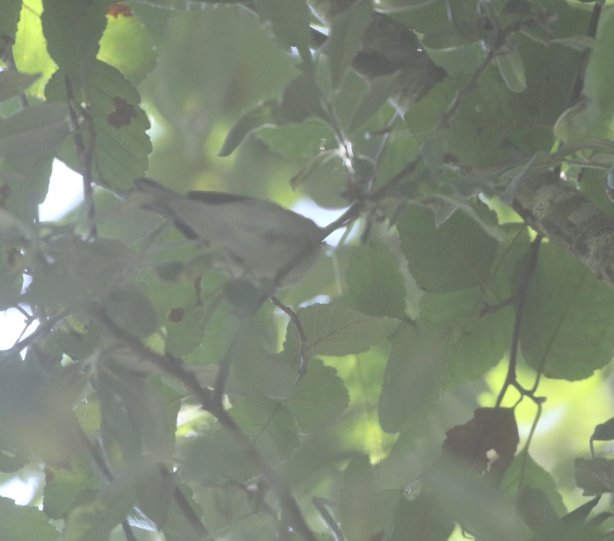 Chestnut-sided Warbler - ML611979659