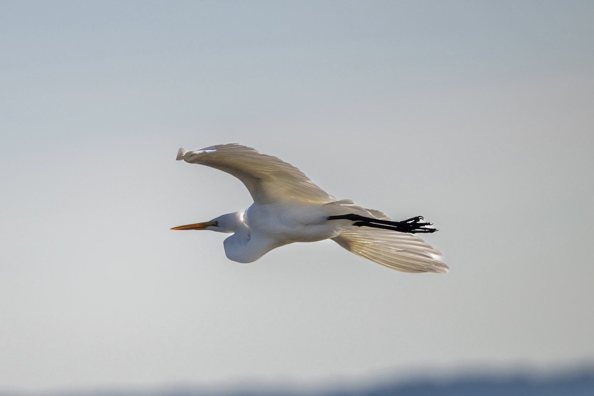 Great Egret - ML611979665