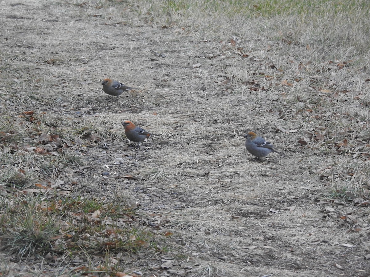 Pine Grosbeak - ML611979671