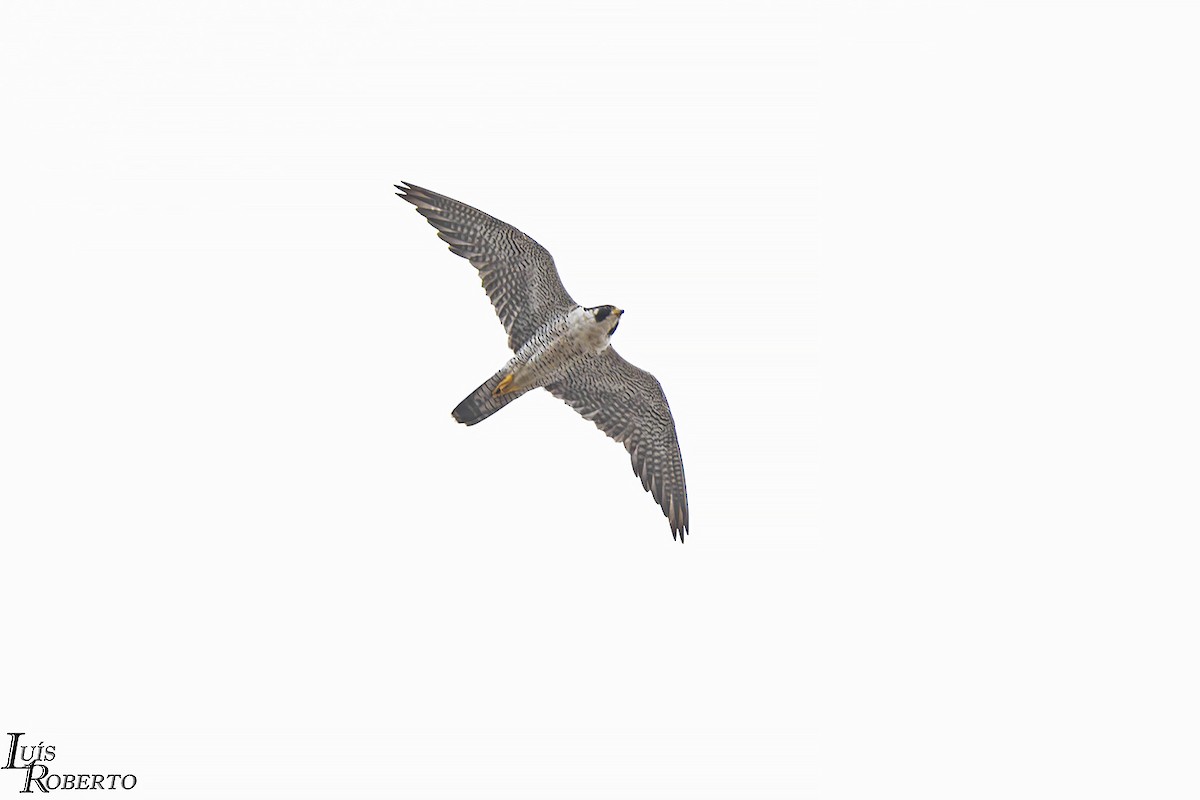 Peregrine Falcon - ML611979814