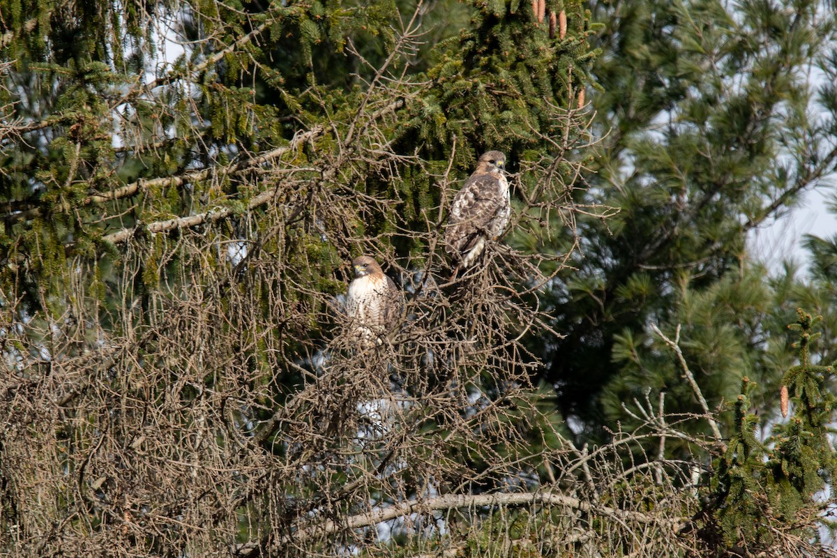 Red-tailed Hawk - ML611979858