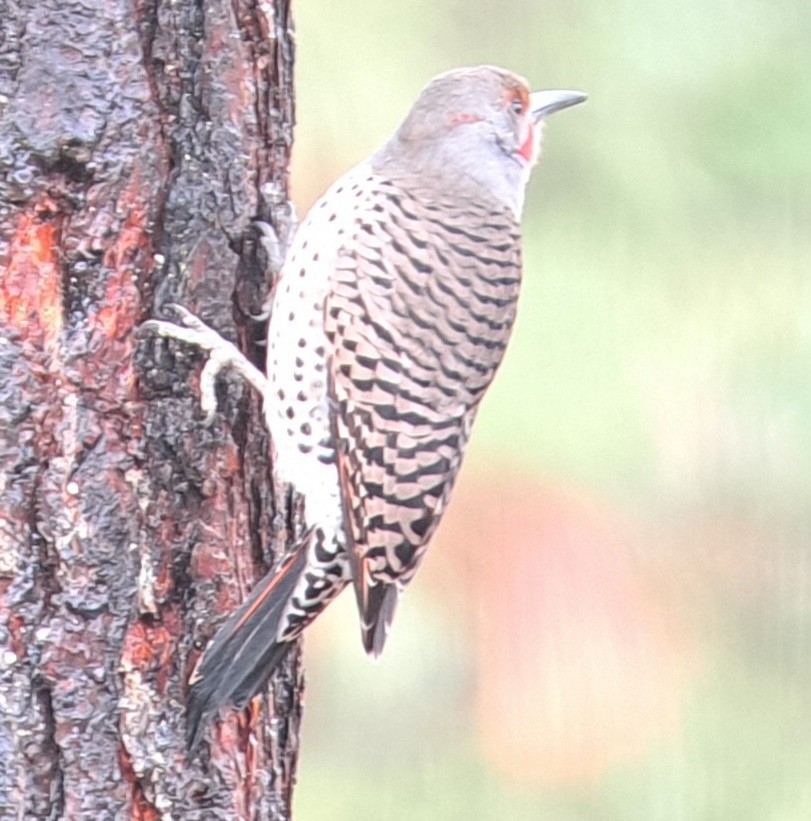 Northern Flicker (Yellow-shafted x Red-shafted) - ML611979864
