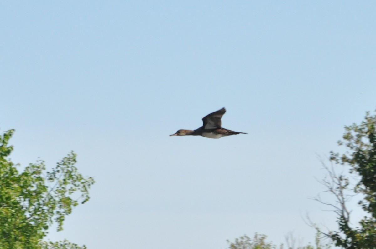 Hooded Merganser - ML611979886