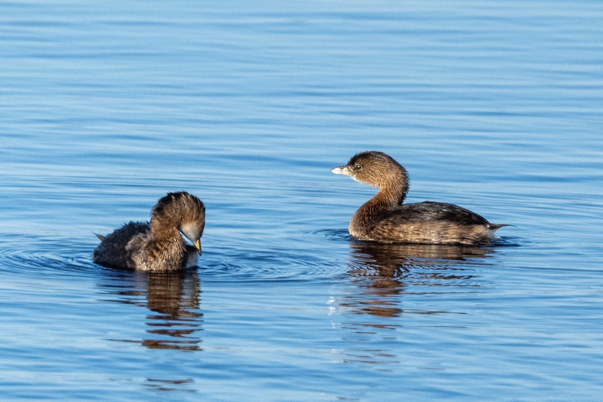 Pied-billed Grebe - ML611979948