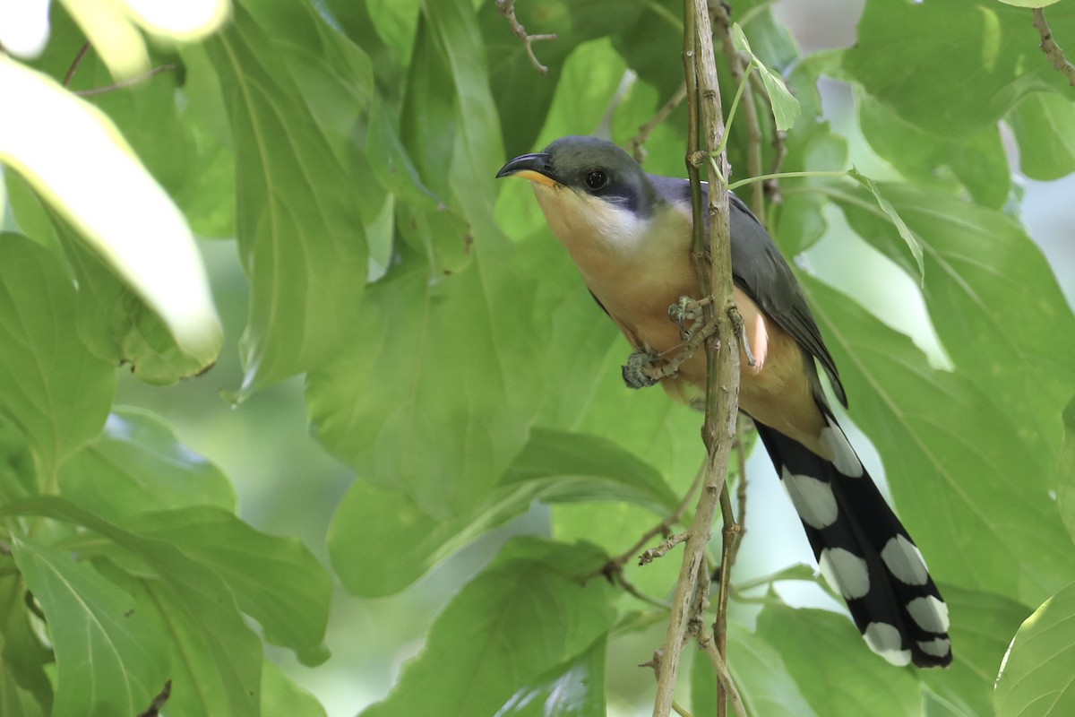 Mangrove Cuckoo - ML611980017