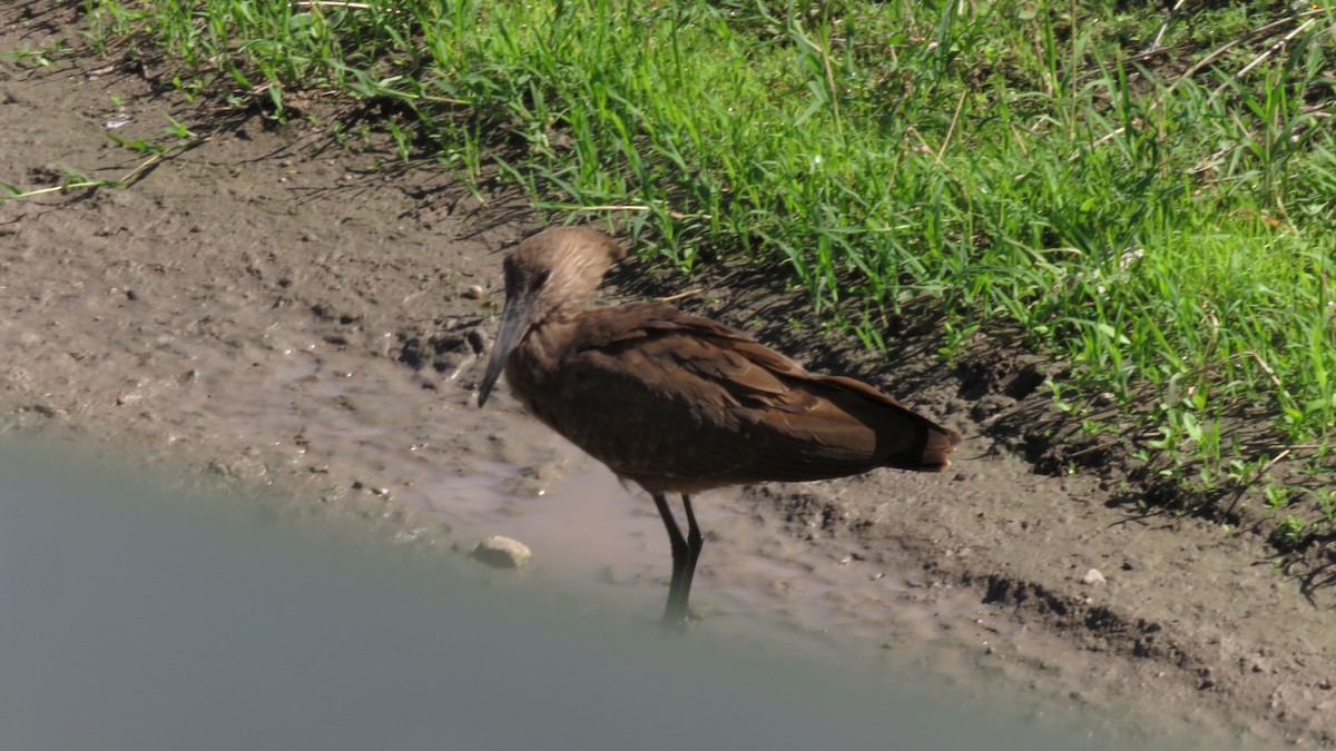 Hamerkop - Felipe Rosado Romero