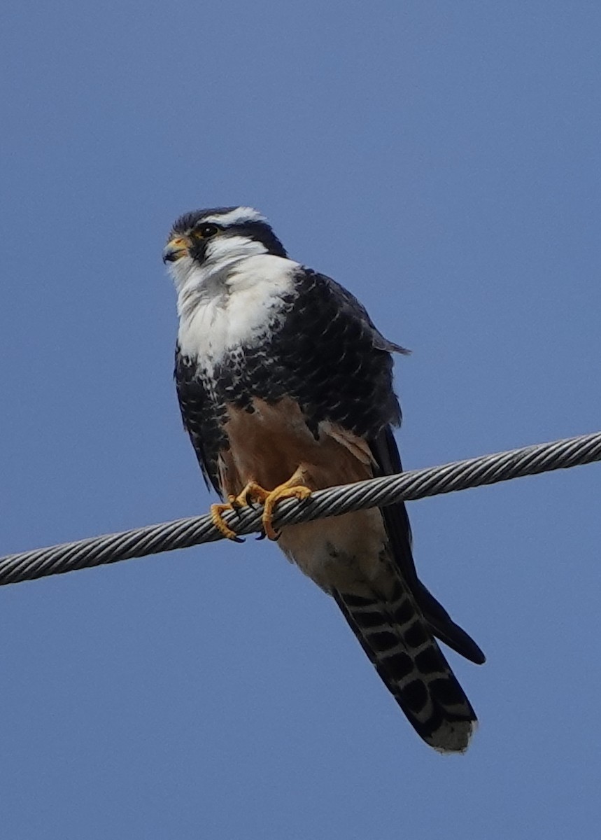 Aplomado Falcon - ML611980074