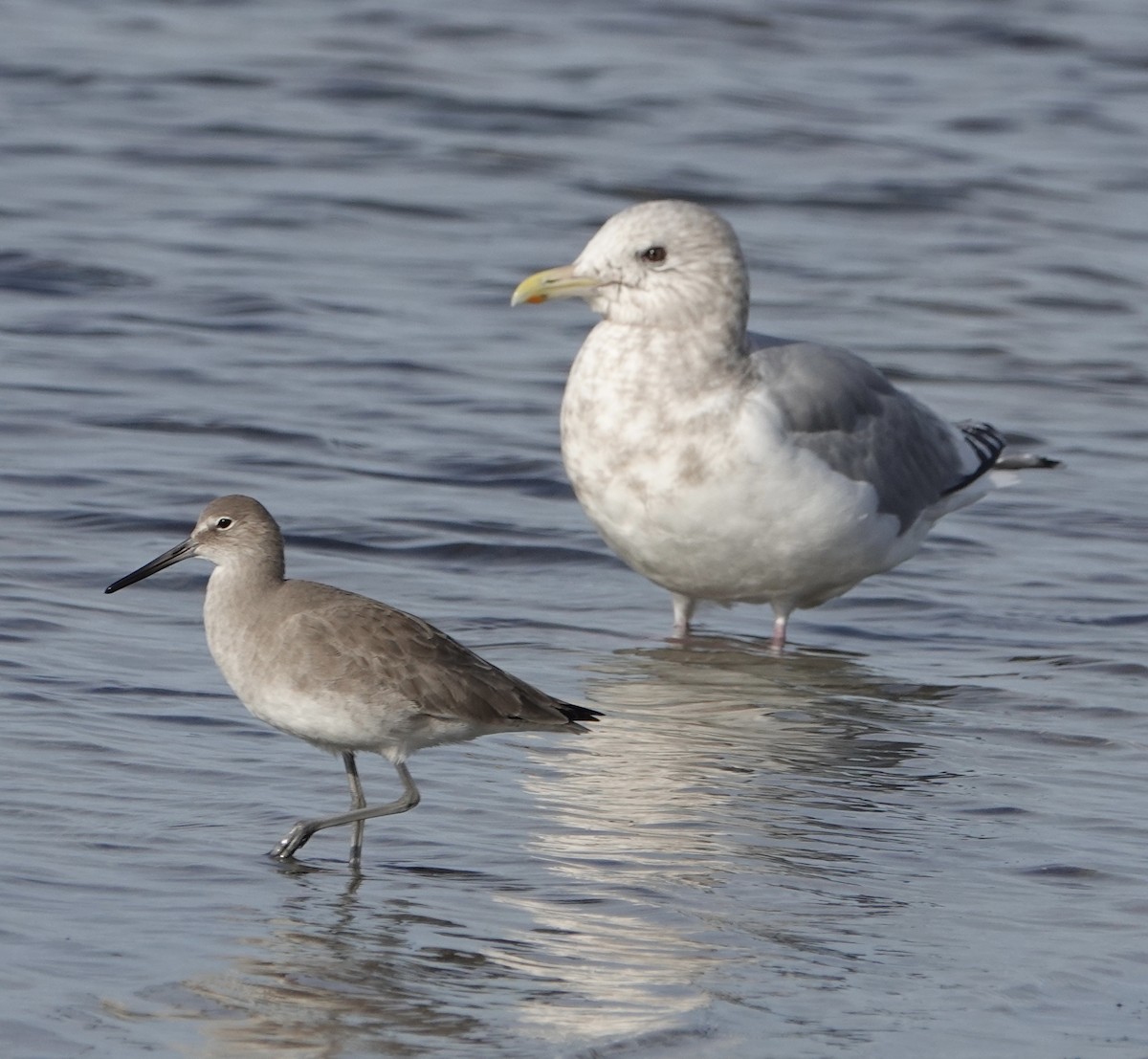 Gabbiano d'Islanda - ML611980102
