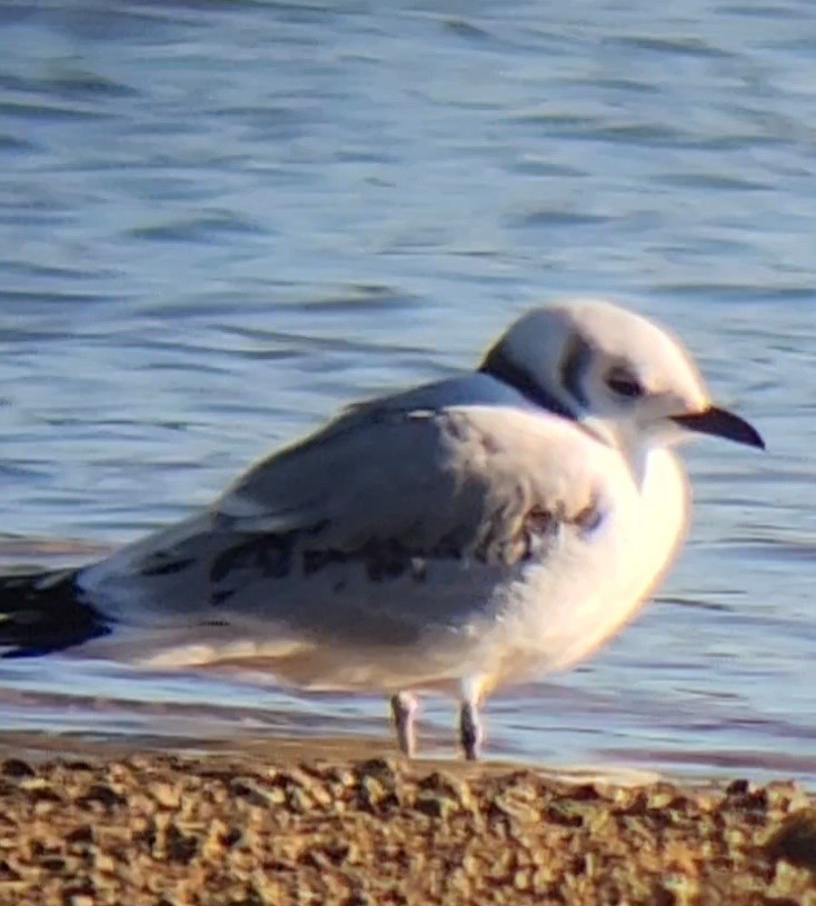 Mouette tridactyle - ML611980127