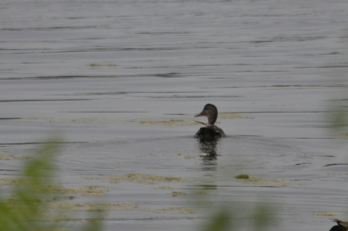 Gadwall - ML611980135