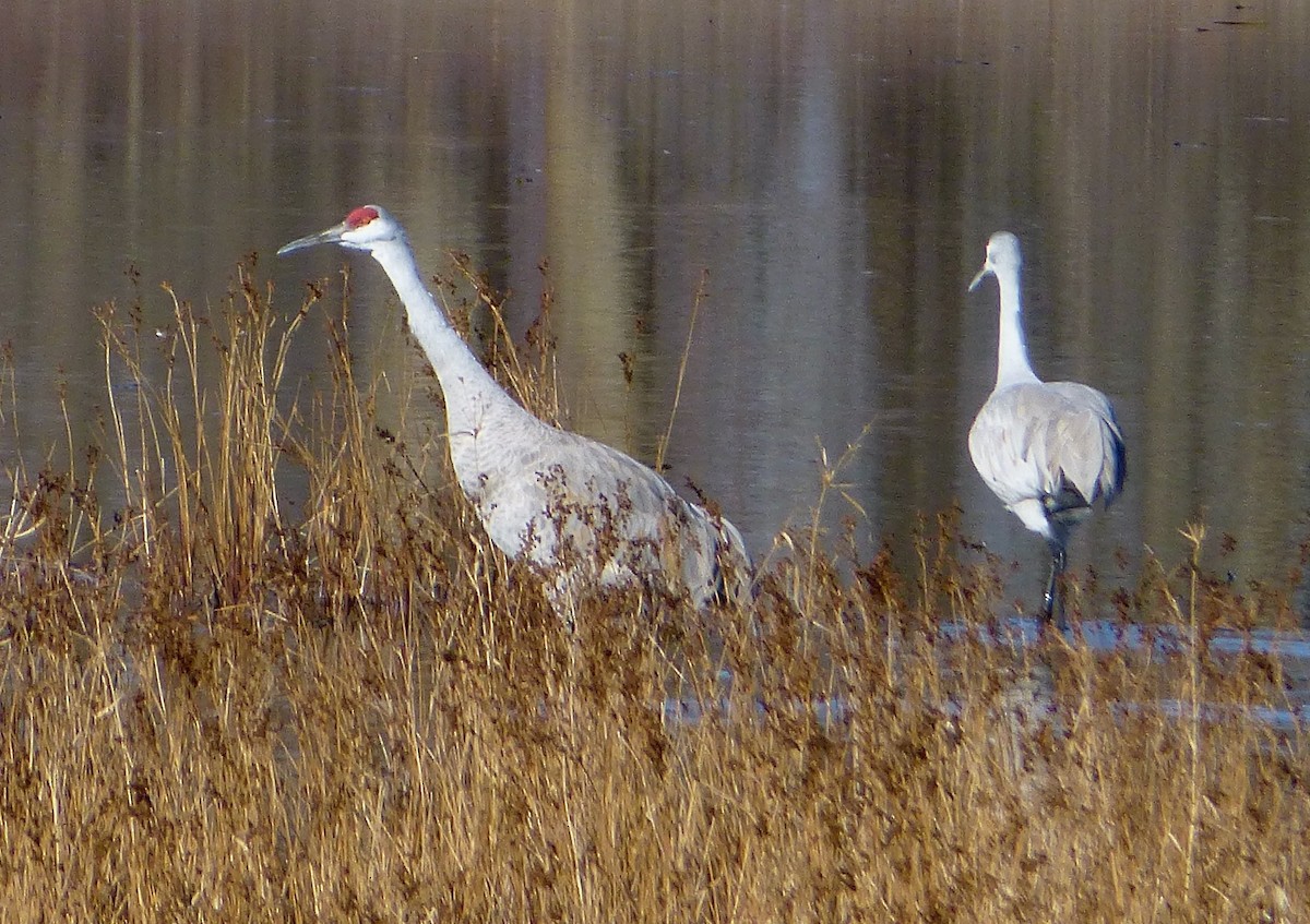 Sandhill Crane - ML611980180