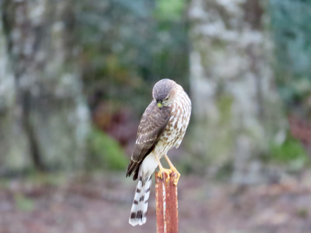 Sharp-shinned Hawk - ML611980217