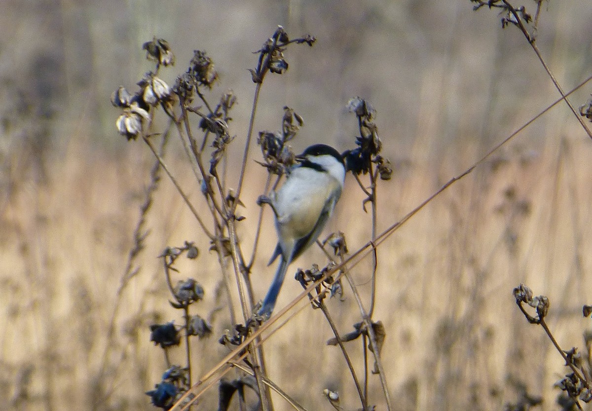 Black-capped Chickadee - John Marshall