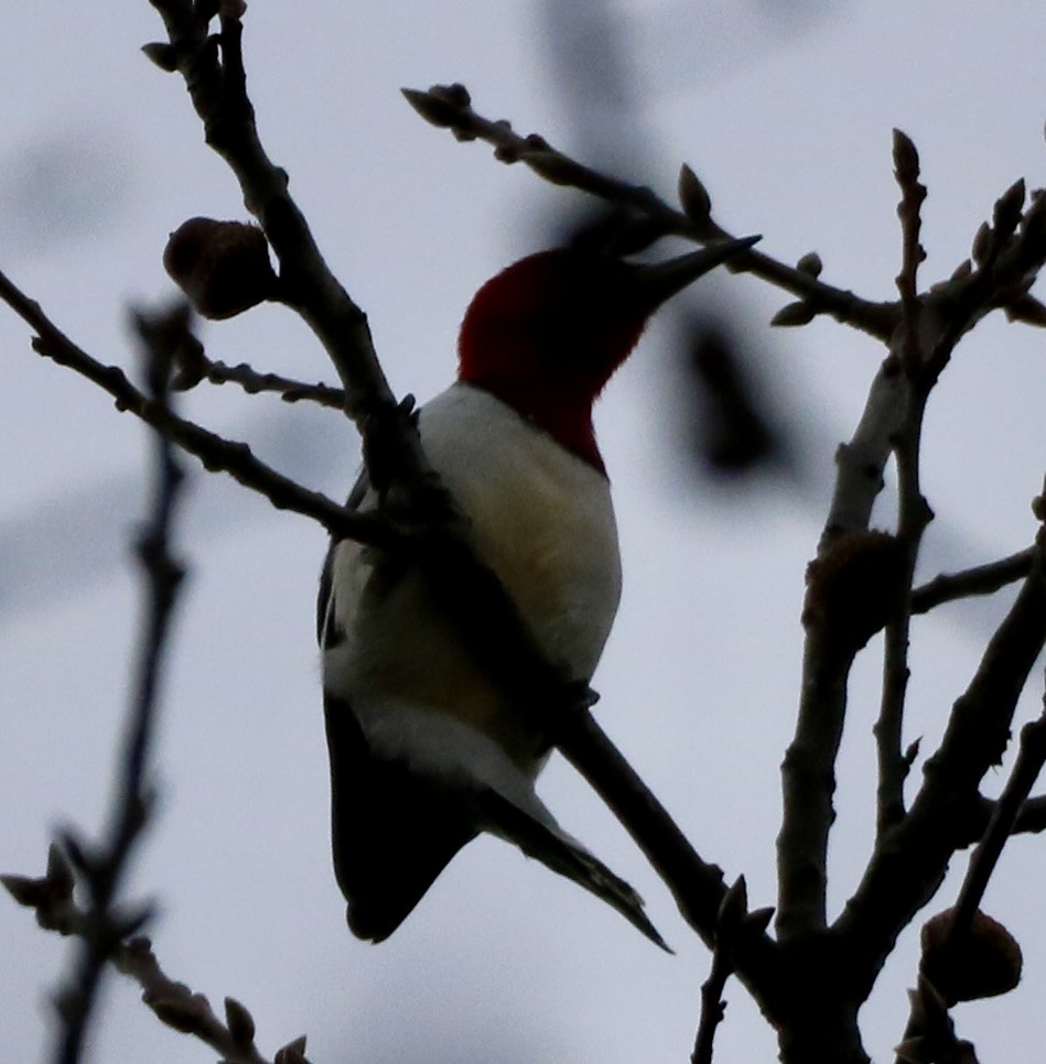 Red-headed Woodpecker - ML611980351