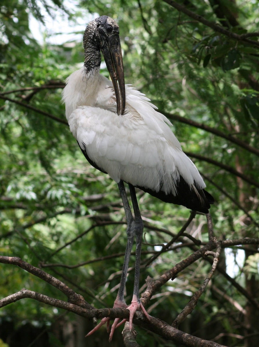 Wood Stork - ML611980467