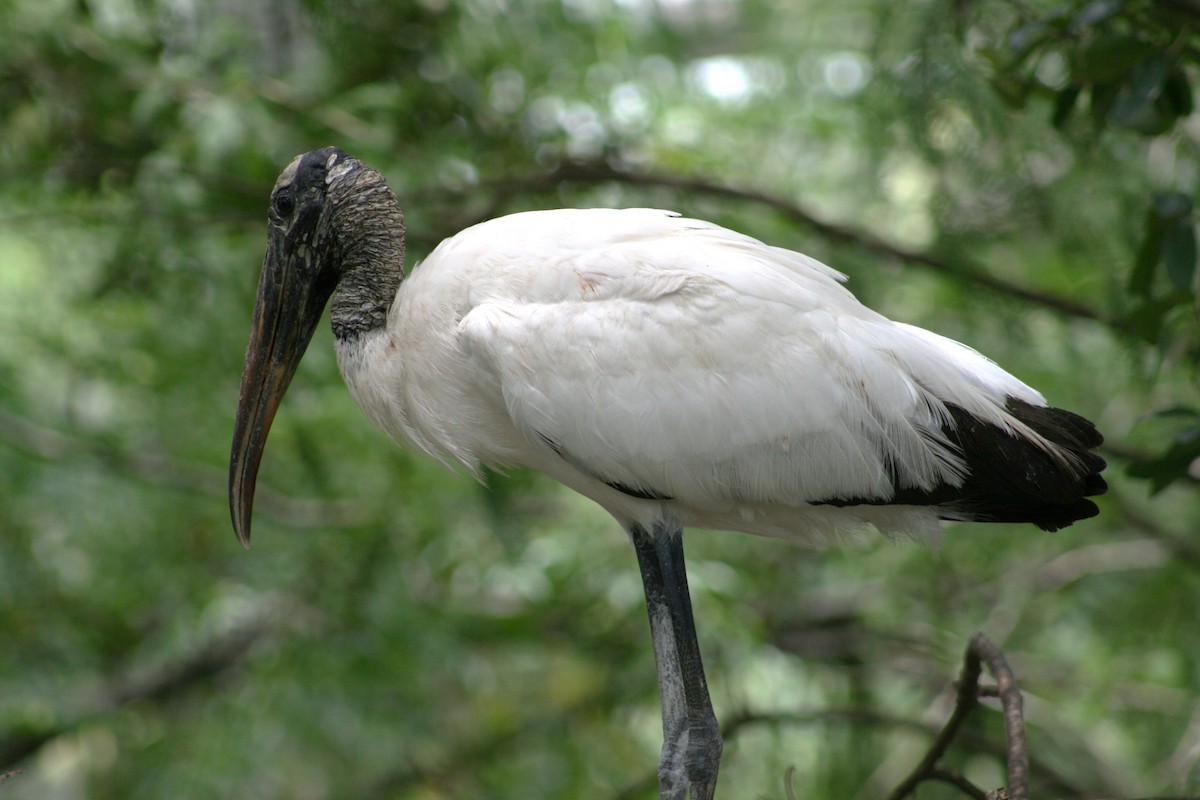 Wood Stork - ML611980468