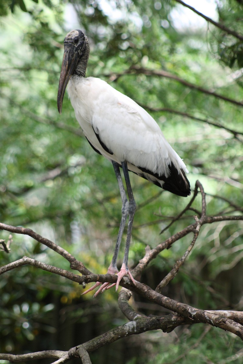 Wood Stork - ML611980469