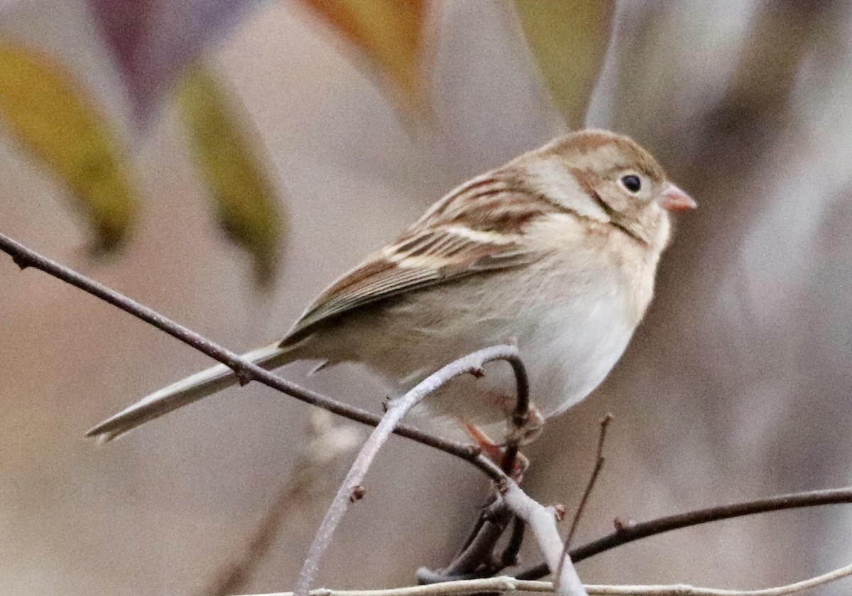 Field Sparrow - ML611980476